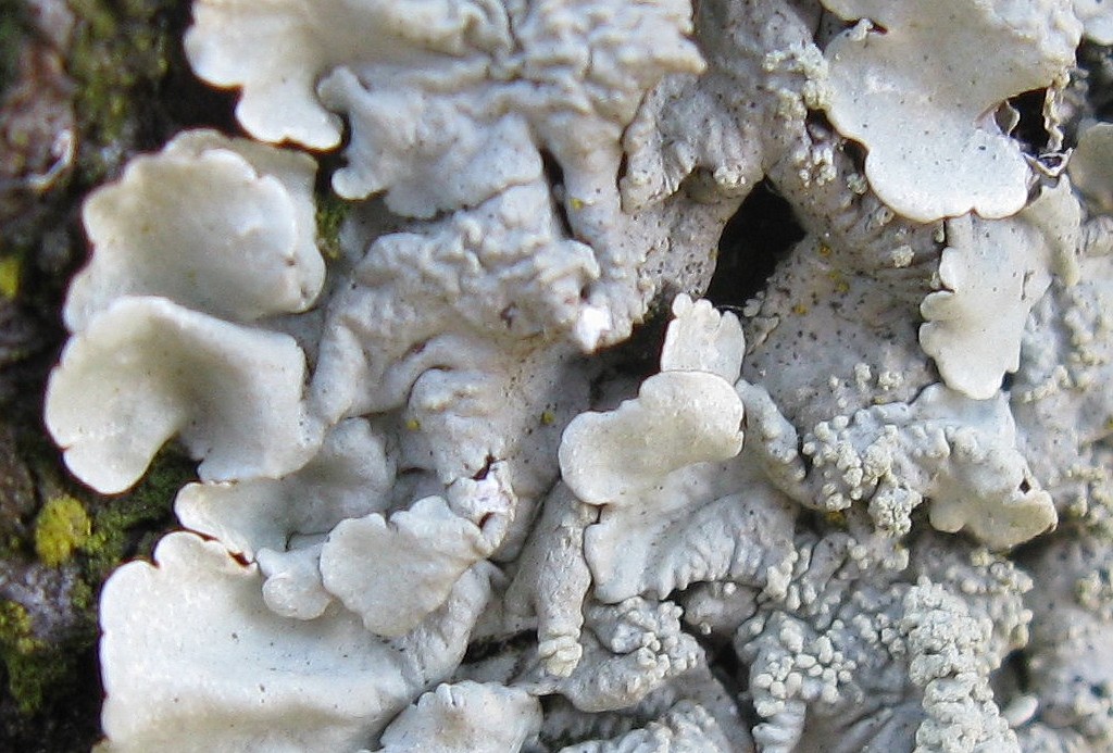 Licheni su corteccia di Prunus pissardii